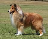 Collie Rough 9Y684D-009